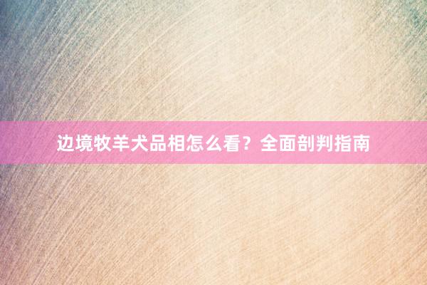 边境牧羊犬品相怎么看？全面剖判指南